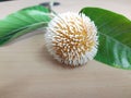 Neolamarckia cadamba fruits with leaves.